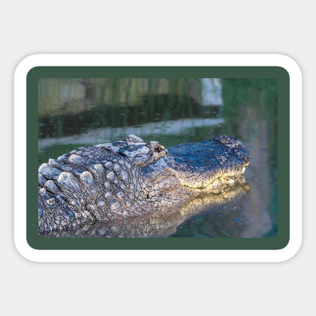 Alligator Headshot Sticker by Debra Martz